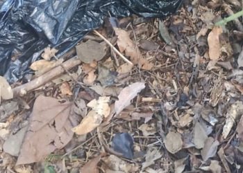 Corpo é encontrado com sinais de t0rtur4 em área de mata no Tarumã