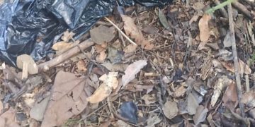 Corpo é encontrado com sinais de t0rtur4 em área de mata no Tarumã