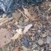 Corpo é encontrado com sinais de t0rtur4 em área de mata no Tarumã