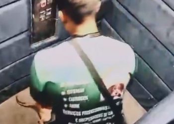 Vídeo revoltante: Cadela idosa é puxada e sacudida por passeador em elevador