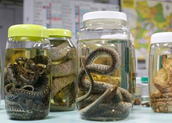 Serpentes seguem como principal causa de acidentes no Amazonas, aponta levantamento da FVS-RCP