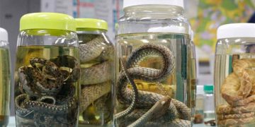 Serpentes seguem como principal causa de acidentes no Amazonas, aponta levantamento da FVS-RCP