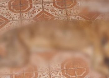 Homem é preso por deixar cachorro com fome e desnutrido em Manaus