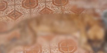 Homem é preso por deixar cachorro com fome e desnutrido em Manaus