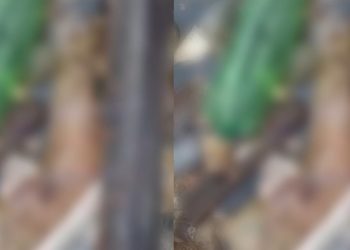 Vídeo: veja o braço que ficou preso na ecobarreira em igarapé de Manaus