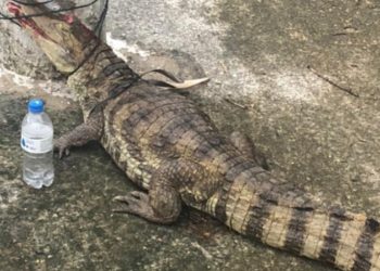 Vídeo: jacaré amarrad0 no poste em Manaus também foi espancad0