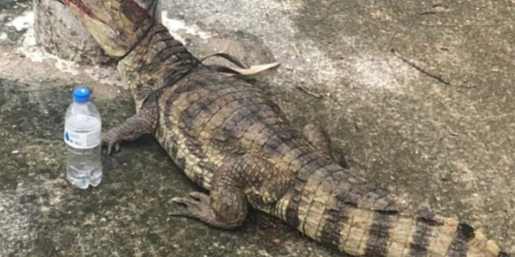 Vídeo: jacaré amarrad0 no poste em Manaus também foi espancad0