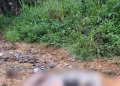 Cabeça de um lado, corpo do outro: jovem é dec@pitad0 e encontrado em área isolada no Tarumã; veja