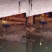 Vídeo: Sob a ponte da avenida Silves, homem pode ter sido m0rt0 após receber o salário