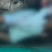 Homem é encontrado m0rt0 e$faquead0 dentro de casa abandonada na Compensa