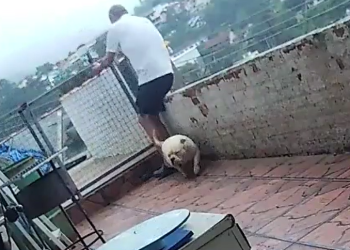 Vídeo: Cão sai correndo animado e derruba o próprio tutor da laje