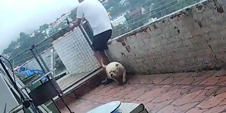 Vídeo: Cão sai correndo animado e derruba o próprio tutor da laje