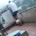 Vídeo: Cão sai correndo animado e derruba o próprio tutor da laje