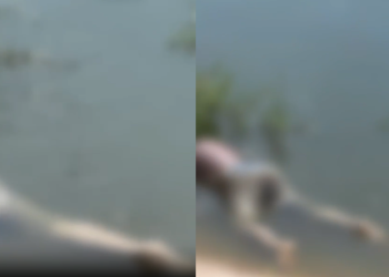 Vídeo: C0rp0 de homem é encontrado sendo d3v0rad0 por peixes na Praia Dourada