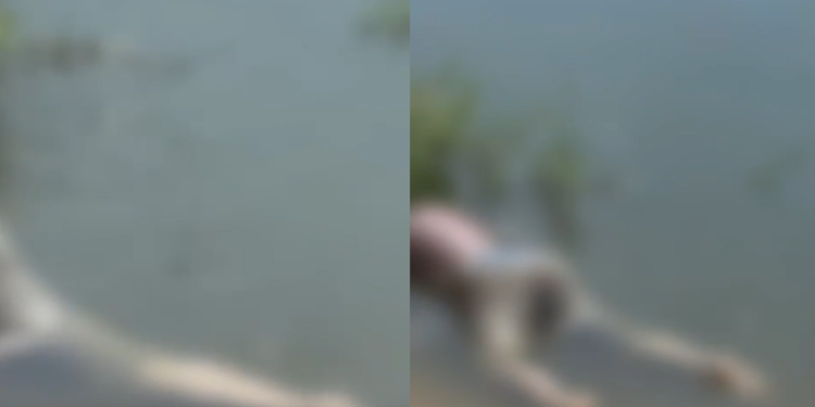 Vídeo: C0rp0 de homem é encontrado sendo d3v0rad0 por peixes na Praia Dourada