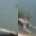 Vídeo: C0rp0 de homem é encontrado sendo d3v0rad0 por peixes na Praia Dourada