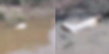 Vídeo urgente: segundo esquartejad0 é encontrado em outro igarapé de Manaus