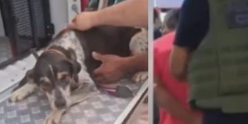 Ab*s0 contra cachorro leva à prisão de idoso de 60 anos em Itapiranga