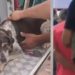 Ab*s0 contra cachorro leva à prisão de idoso de 60 anos em Itapiranga