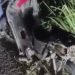 Mulheres ficam ferid4s após caminhão provocar ac1dente grave na AM-010; veja o vídeo