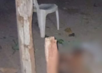 Paraense fica inconsciente ao cair de árvore ao tentar furt4r abacates