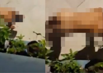 Vídeo: homem é filmado de quatr0 e pelad0 imitando cachorro na rua