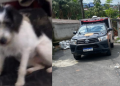 Cadela fica ao lado do c0rp0 do tut0r encontrado m0rt0 em decomposição em casa em Manaus; veja