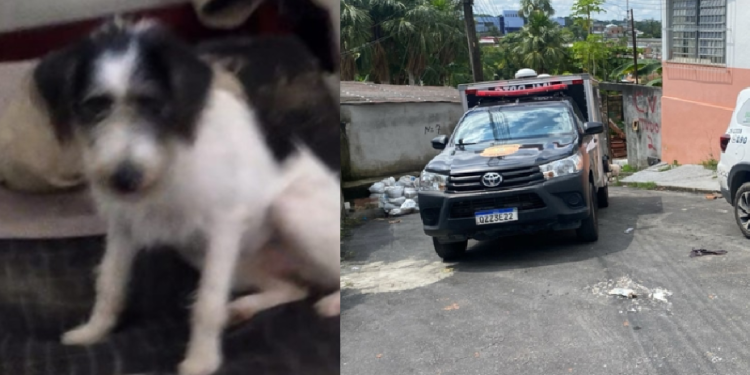 Cadela fica ao lado do c0rp0 do tut0r encontrado m0rt0 em decomposição em casa em Manaus; veja