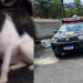 Cadela fica ao lado do c0rp0 do tut0r encontrado m0rt0 em decomposição em casa em Manaus; veja