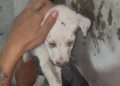 Filhote chora ao ficar preso em buraco de parede da casa no Coroado
