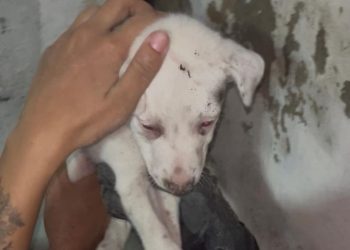 Filhote chora ao ficar preso em buraco de parede da casa no Coroado