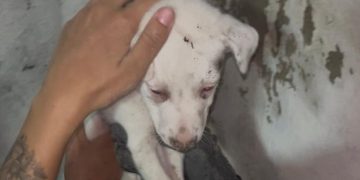 Filhote chora ao ficar preso em buraco de parede da casa no Coroado