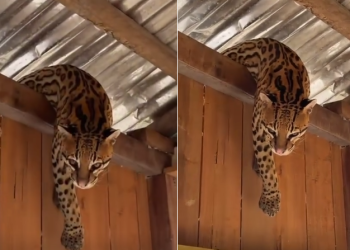 Vídeo: Jaguatirica procura abrigo em casa flutuante durante temporal no interior do Amazonas