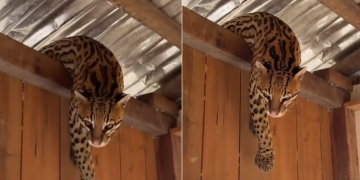 Vídeo: Jaguatirica procura abrigo em casa flutuante durante temporal no interior do Amazonas