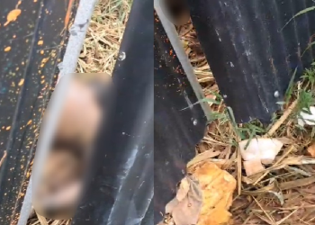 Vídeo mostra como estava c0rp0 encontrado em terreno no Tarumã; homem levou t3rçadad@s