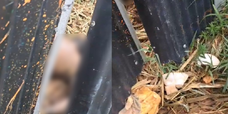 Vídeo mostra como estava c0rp0 encontrado em terreno no Tarumã; homem levou t3rçadad@s