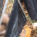 Vídeo mostra como estava c0rp0 encontrado em terreno no Tarumã; homem levou t3rçadad@s