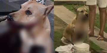 Réveillon no Santa Etelvina termina com cadela atingida por catolé lançado por garotas