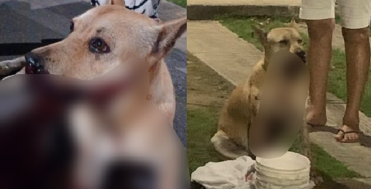 Réveillon no Santa Etelvina termina com cadela atingida por catolé lançado por garotas