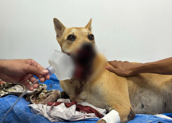 Cadela atingida por catolé passa por cirurgia nesta sexta-feira (2) no Hospital Veterinário