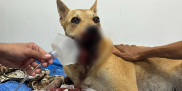 Cadela atingida por catolé passa por cirurgia nesta sexta-feira (2) no Hospital Veterinário