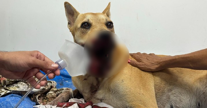 Cadela atingida por catolé passa por cirurgia nesta sexta-feira (2) no Hospital Veterinário