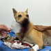 Cadela atingida por catolé passa por cirurgia nesta sexta-feira (2) no Hospital Veterinário