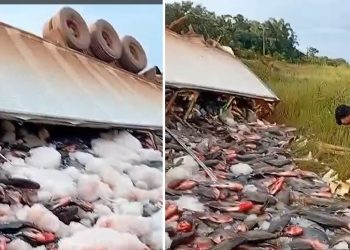 Vídeo: caminhão carregado com carga de R$ 19 mil em peixes tomba no Amazonas