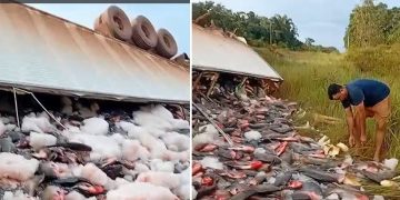 Vídeo: caminhão carregado com carga de R$ 19 mil em peixes tomba no Amazonas