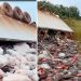 Vídeo: caminhão carregado com carga de R$ 19 mil em peixes tomba no Amazonas