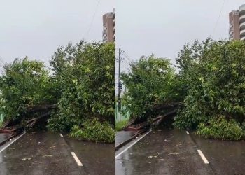 Vídeo: árvore tomba e bloqueia a Avenida Darcy Vargas bem na hora do trânsito pesado