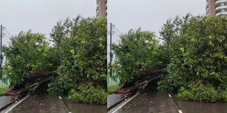 Vídeo: árvore tomba e bloqueia a Avenida Darcy Vargas bem na hora do trânsito pesado