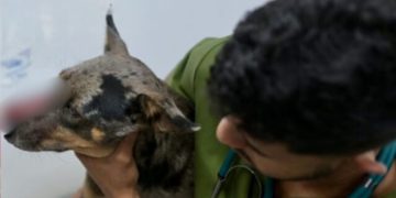 Cachorro é at4cado por terçado, tem focinho partido e é resgatado em Manaus