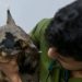 Cachorro é at4cado por terçado, tem focinho partido e é resgatado em Manaus